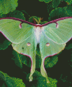 Green Moon Moth Diamond Painting