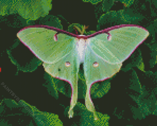 Green Moon Moth Diamond Painting