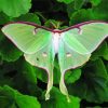 Green Moon Moth Diamond Painting