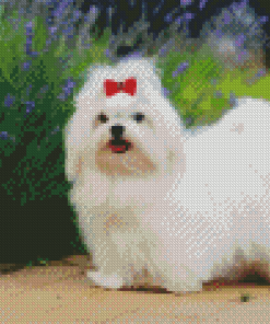 Maltese Dog Diamond Painting