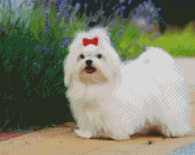 Maltese Dog Diamond Painting