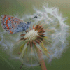 White Dandelion Butterflies Diamond Painting