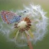 White Dandelion Butterflies Diamond Painting