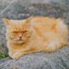 Angry Fluffy Blonde Cat Diamond Painting