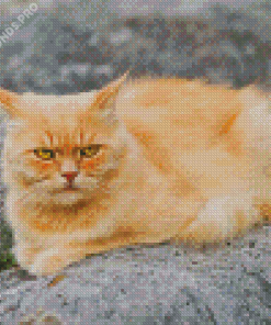 Angry Fluffy Blonde Cat Diamond Painting