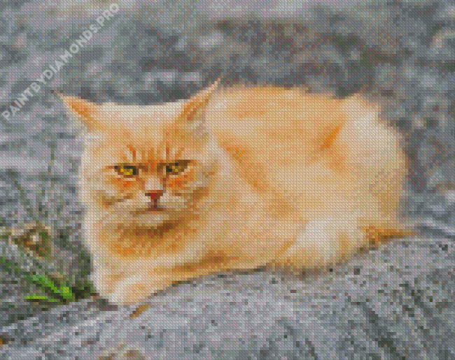 Angry Fluffy Blonde Cat Diamond Painting