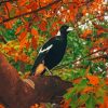 Australian Magpies Bird Diamond Painting