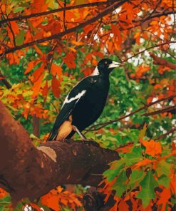 Australian Magpies Bird Diamond Painting