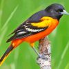 Baltimore Oriole Male Diamond Painting