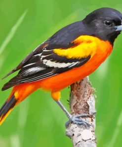 Baltimore Oriole Male Diamond Painting