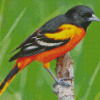 Baltimore Oriole Male Diamond Painting