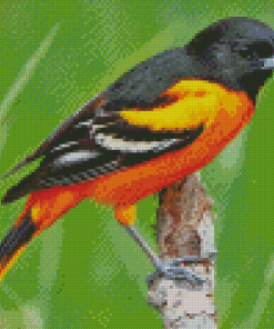 Baltimore Oriole Male Diamond Painting