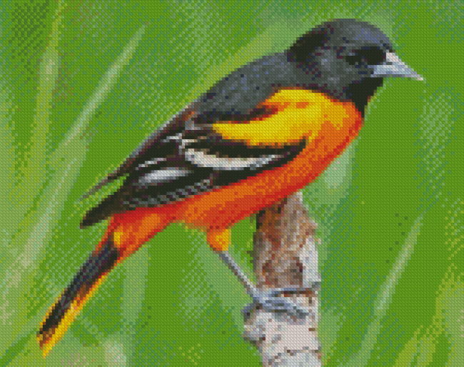 Baltimore Oriole Male Diamond Painting