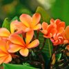 Blooming Orange Plumerias Diamond Painting