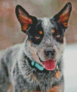 Blue Healer Diamond Painting