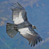 Condor Bird Flying Diamond Painting