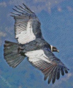 Condor Bird Flying Diamond Painting