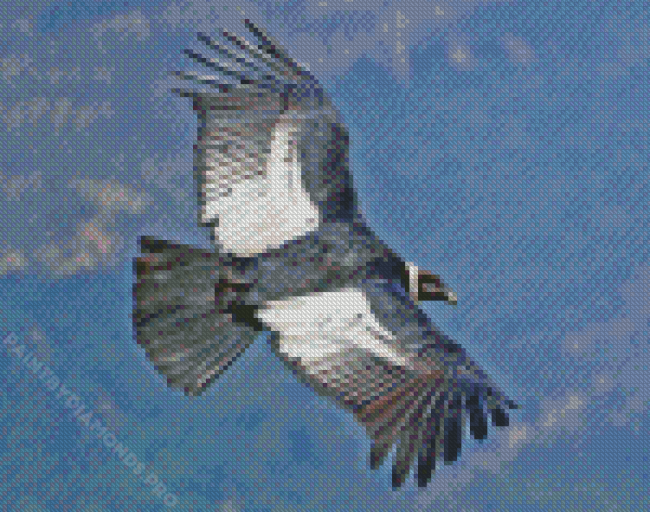 Condor Bird Flying Diamond Painting