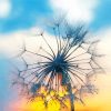 Dandelion Sunset Scene Diamond Painting