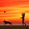 Dog Silhouette In Evening Time Diamond Painting