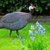 Guineafowl Bird Diamond Painting