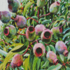 Gum Nuts Plants Diamond Painting