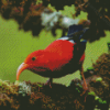 Hawaiian Honeycreeper Diamond Painting