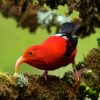 Hawaiian Honeycreeper Diamond Painting