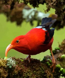 Hawaiian Honeycreeper Diamond Painting