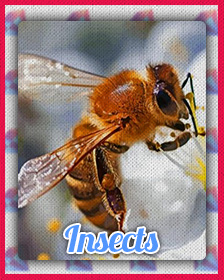 Insects