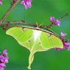 Luna Moth On Branch Diamond Painting