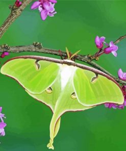 Luna Moth On Branch Diamond Painting