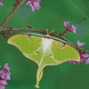 Luna Moth On Branch Diamond Painting