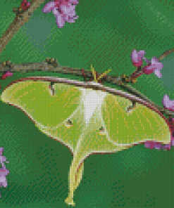 Luna Moth On Branch Diamond Painting