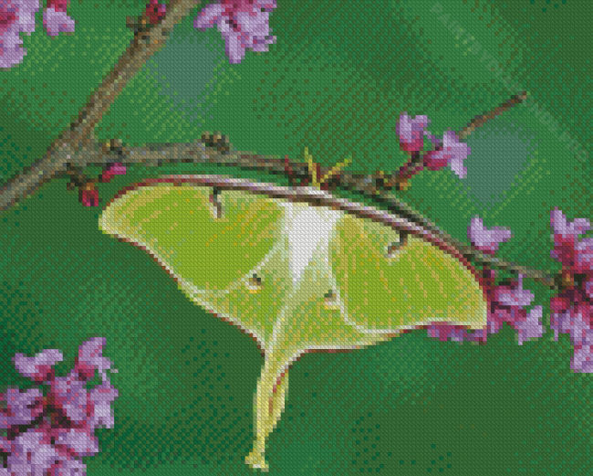 Luna Moth On Branch Diamond Painting