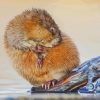 Muskrat Rodent Diamond Painting