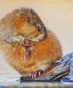 Muskrat Rodent Diamond Painting