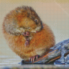 Muskrat Rodent Diamond Painting