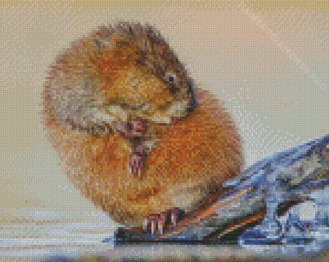 Muskrat Rodent Diamond Painting