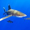 Oceanic Whitetip Shark Diamond Painting