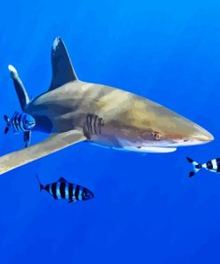 Oceanic Whitetip Shark Diamond Painting