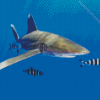 Oceanic Whitetip Shark Diamond Painting