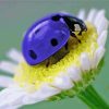 Purple Ladybug Insect Diamond Painting