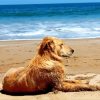 Relaxing Dog In The Beach Diamond Painting