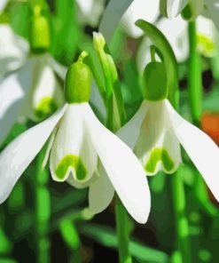 Snowdrops Flowers Diamond Painting