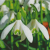 Snowdrops Flowers Diamond Painting