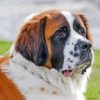 St Bernard Diamond Painting