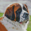 St Bernard Diamond Painting