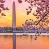 Sunset Cherry Blossom Washington Monument Diamond Painting