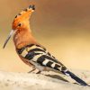 The Hoopoe Diamond Painting